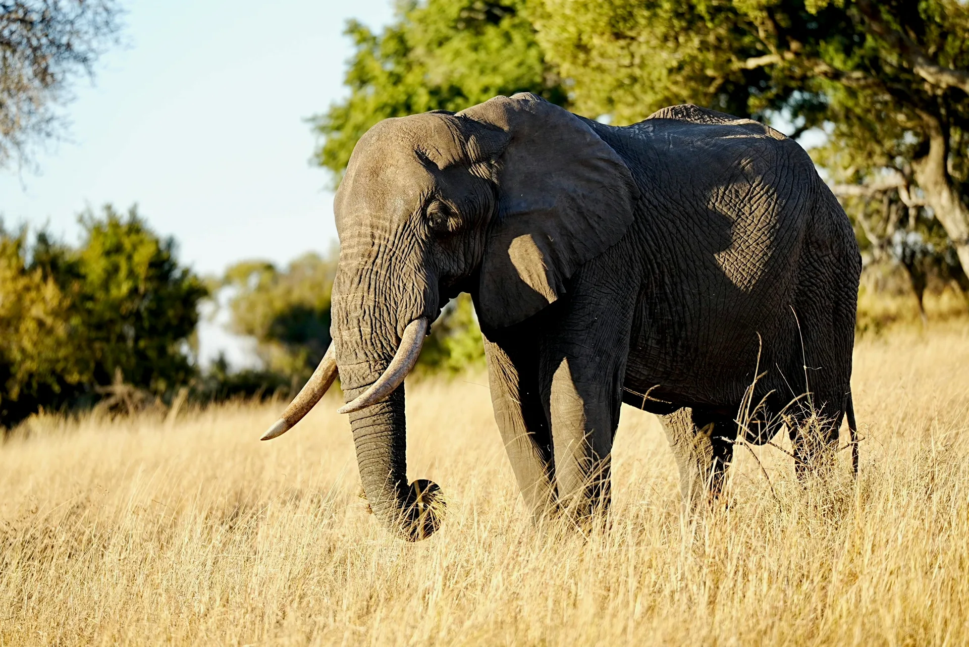 Afrique du Sud — destination voyage Amanéa