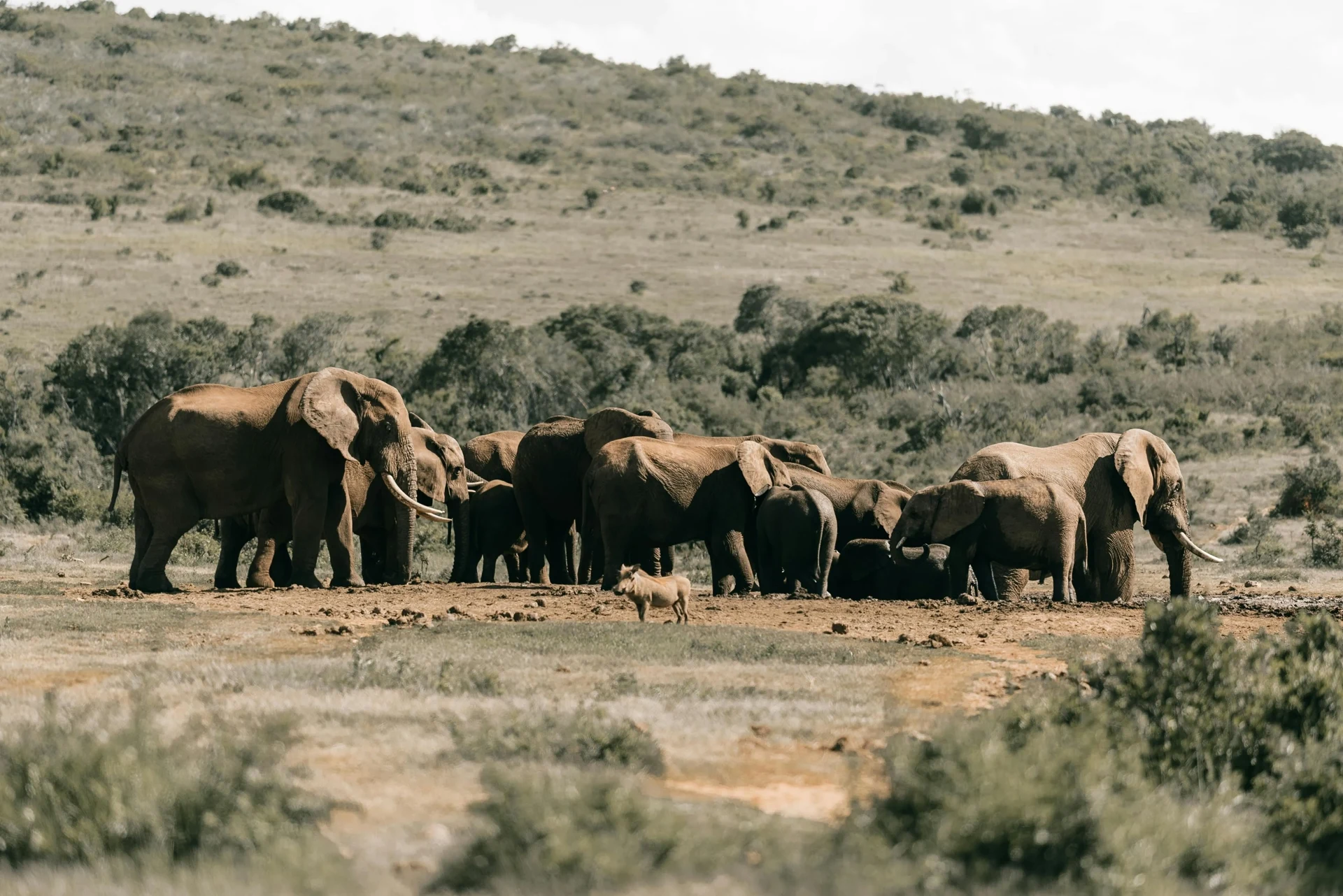 Afrique du Sud de Johannesbourg au réserve — itinéraire Amanéa Voyage