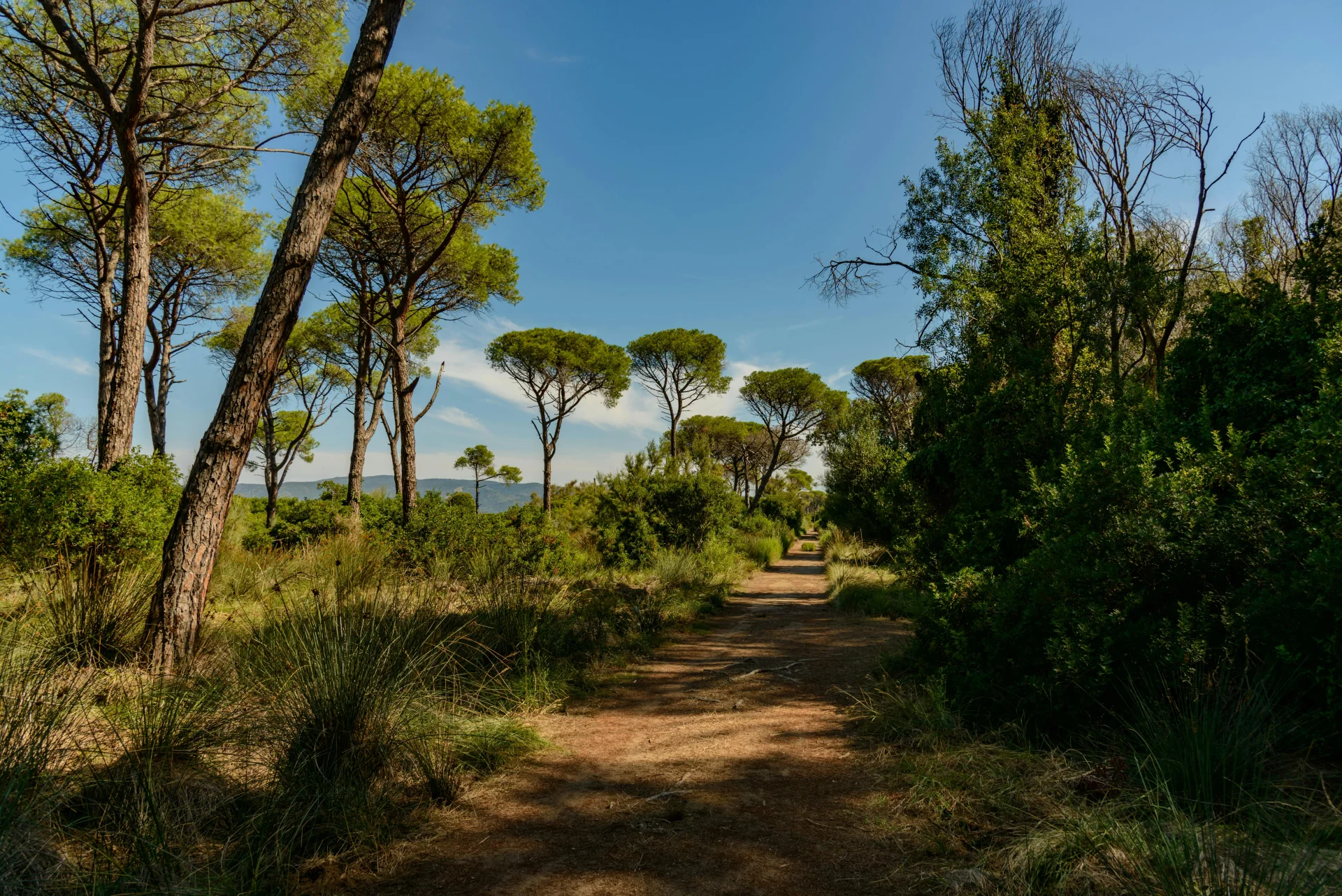 Chemin dans la nature