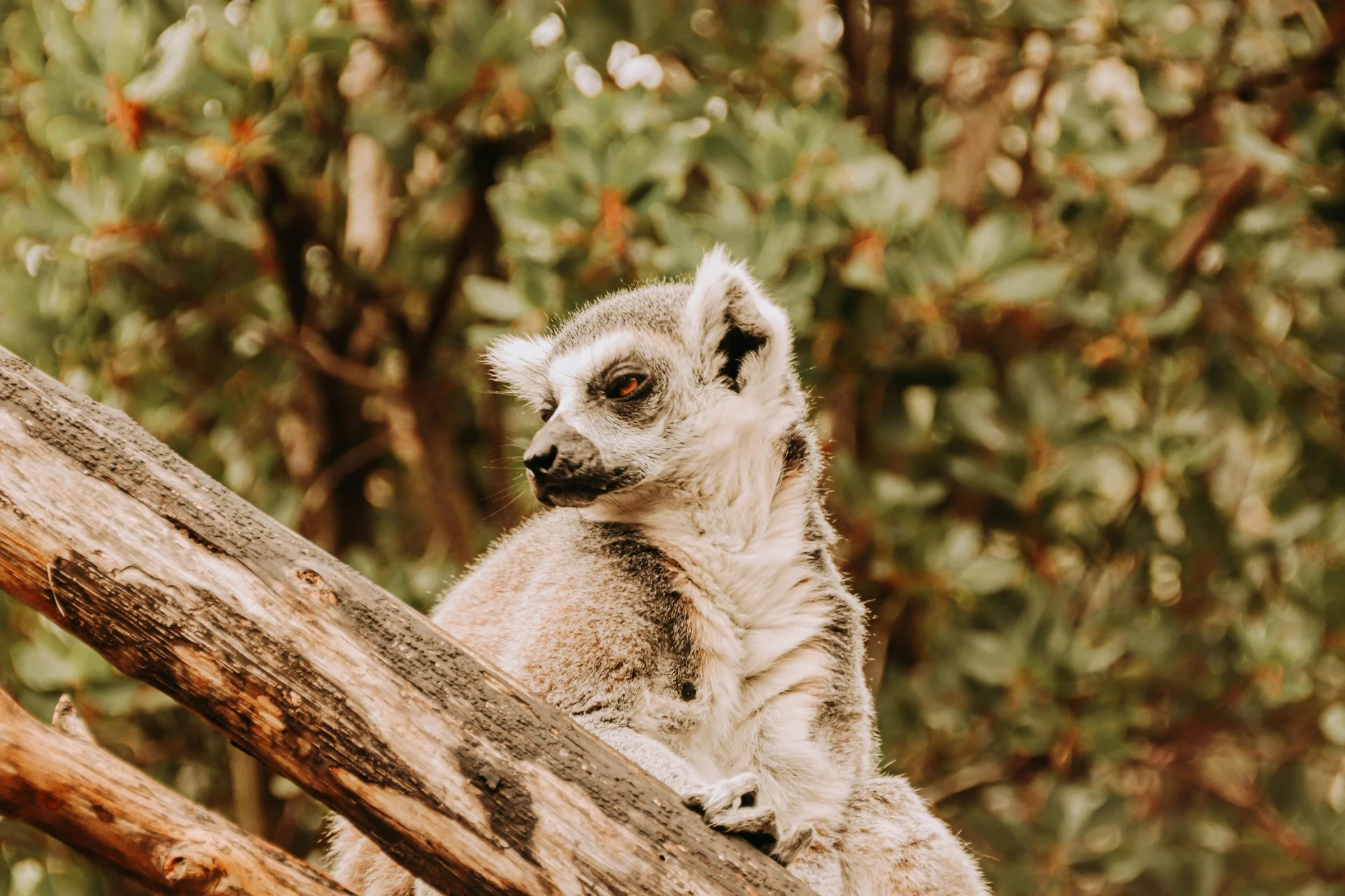 Madagascar — destination voyage Amanéa