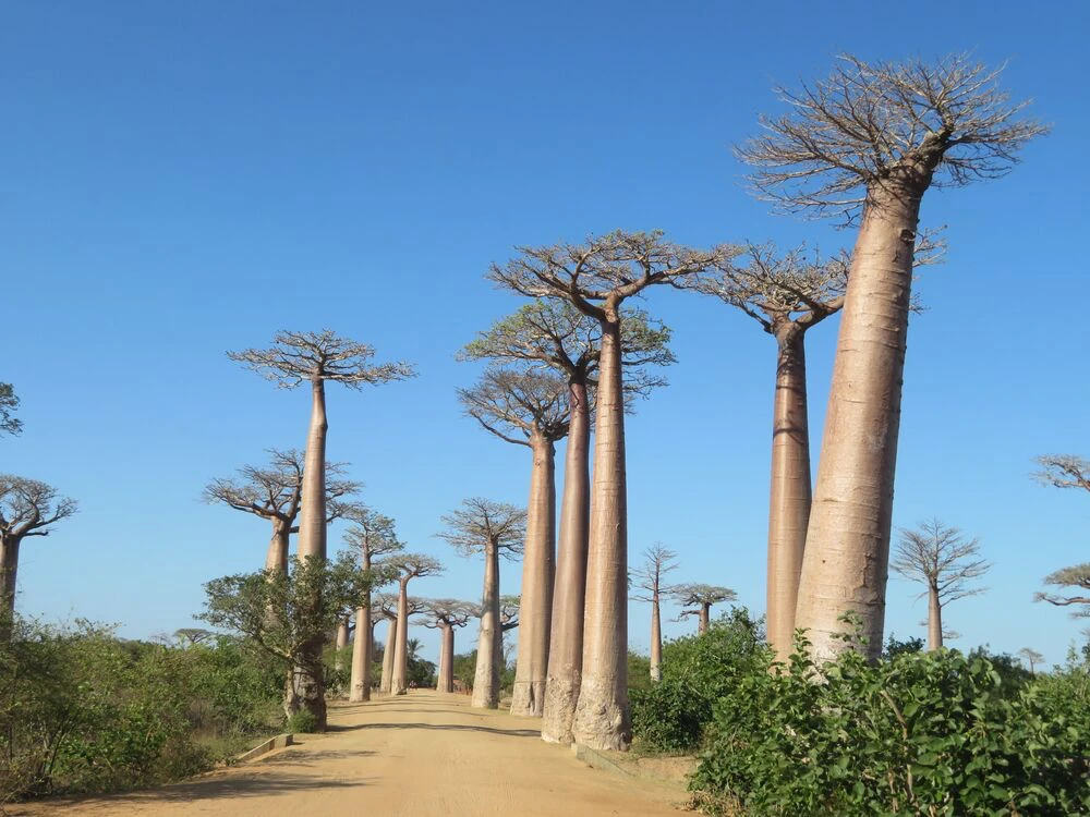 Madagascar — paysage de voyage Amanéa