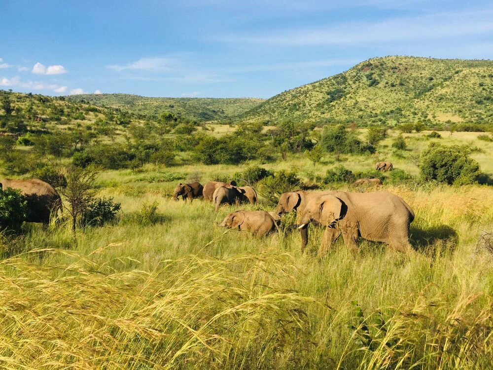 Afrique du Sud — paysage de voyage Amanéa