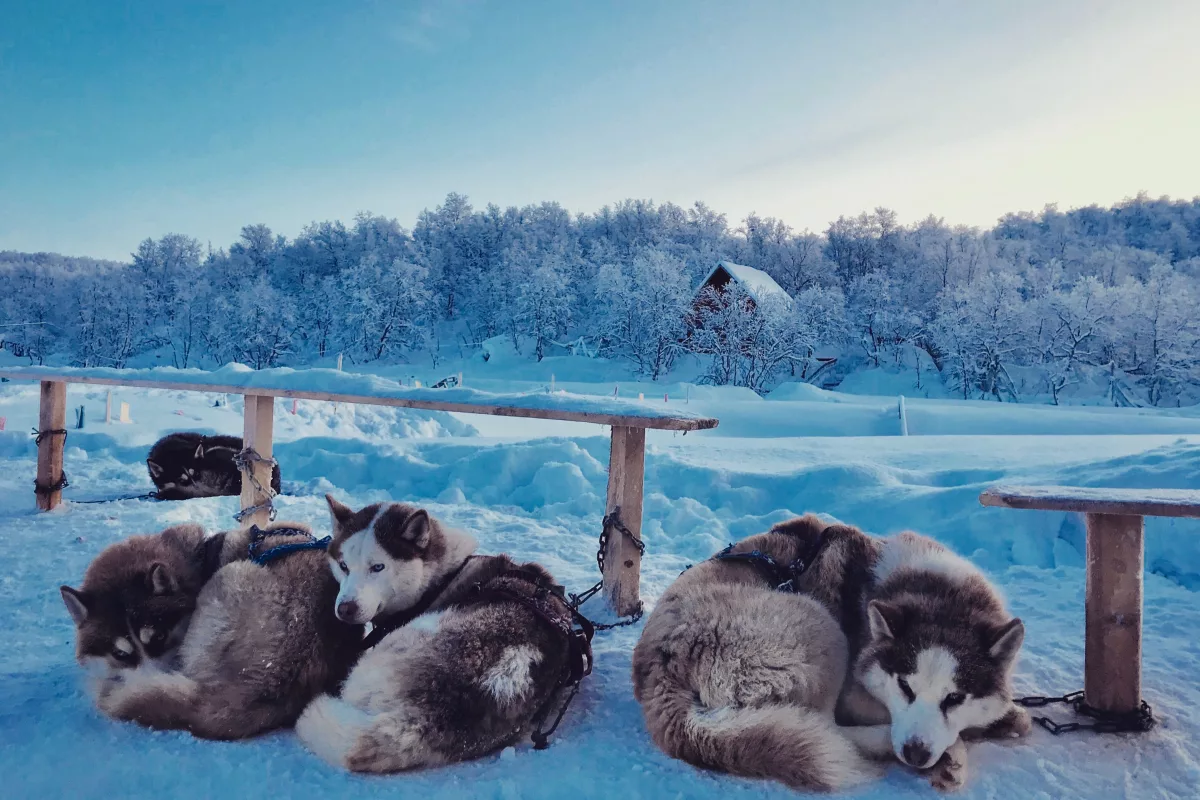 Illustration de l'article : Laponie en famille : quel itinéraire choisir pour vivre la magie du Grand Nord autrement ?